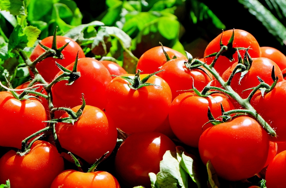 Planta fruta alimento rojo