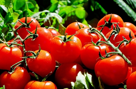 Plant fruit food red Photo