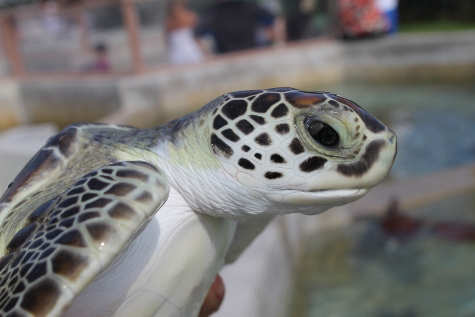 Mare animali selvatici verde biologia