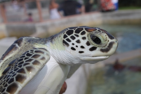 Sea wildlife green biology Photo