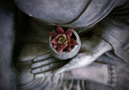 Hand leaf flower tranquility Photo