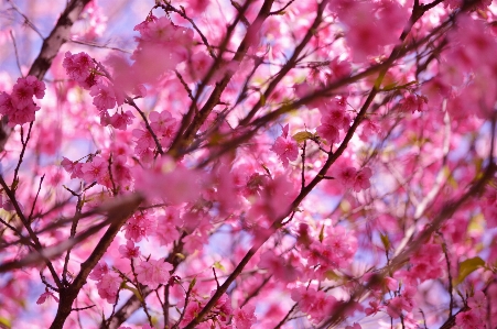 Foto Albero ramo fiore pianta