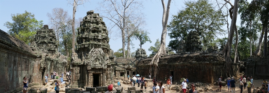 Baum panorama dschungel asien Foto