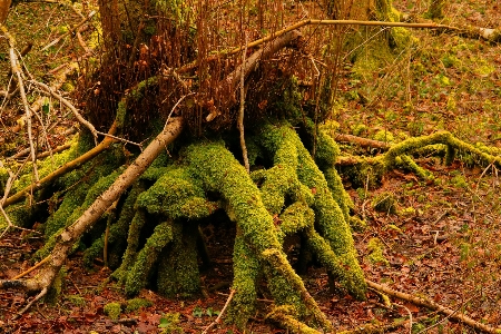 Tree nature forest branch Photo