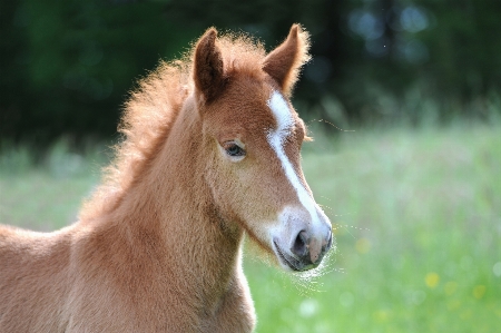 Meadow sweet animal cute Photo