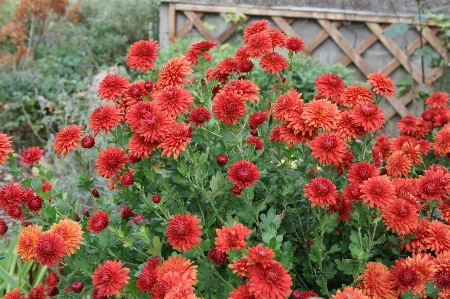 植物 花 ハーブ 秋 写真