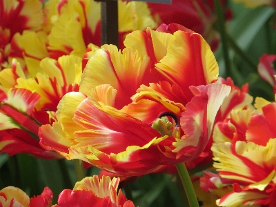 Foto Tanaman bunga daun tulp