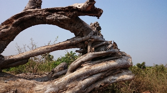 Tree nature rock plant Photo