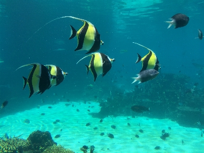 Sea ocean diving underwater Photo