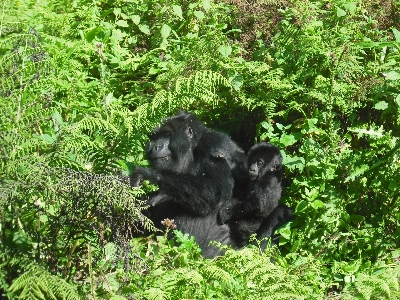 動物 野生動物 野生 密林 写真