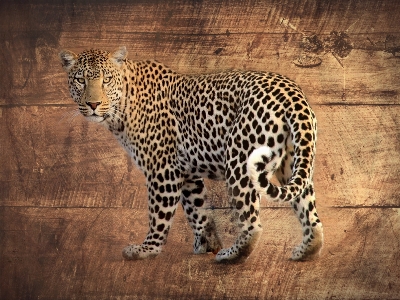 Photo Bois faune afrique mammifère