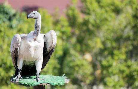 鳥 ピーク 野生動物 嘴 写真