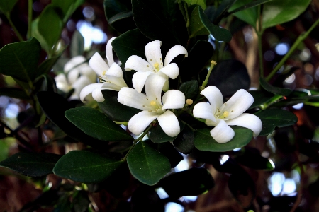 Tree nature branch blossom Photo