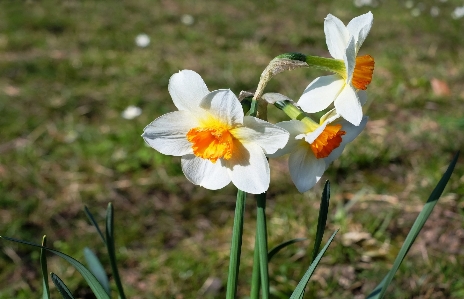 Nature plant meadow flower Photo