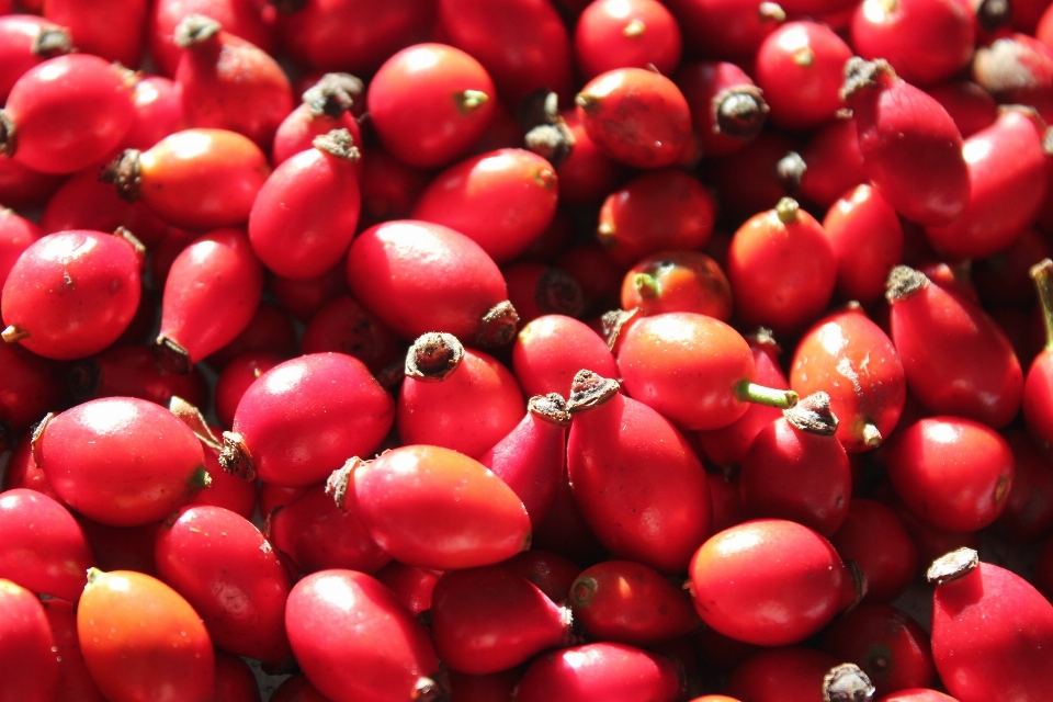 Hutan tanaman buah beri