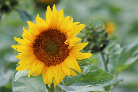 植物 分野 花 花弁 写真