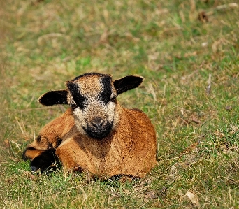 Grass meadow kid cute Photo