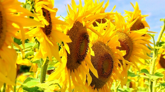 Foto Planta campo luz de sol flor