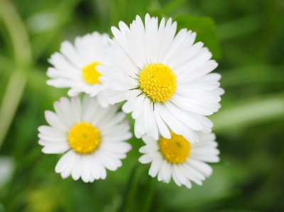 Nature blossom plant white Photo