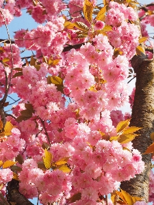 Tree branch blossom plant Photo