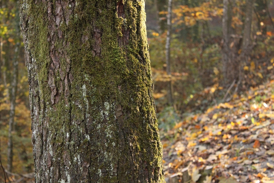 Drzewo natura las oddział