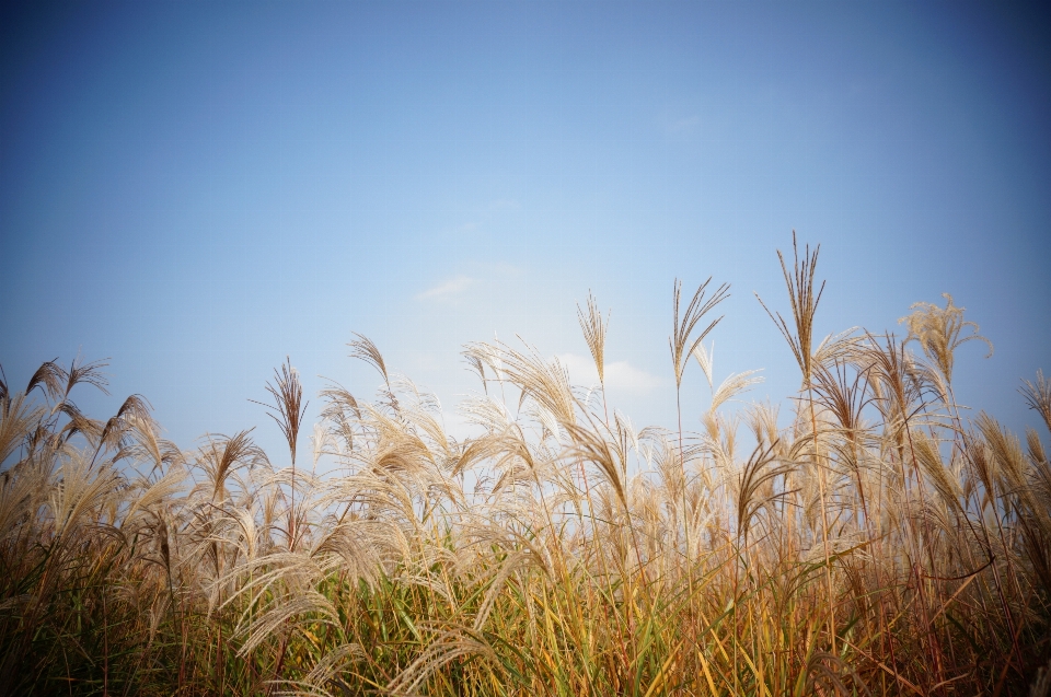 Nature grass horizon cloud