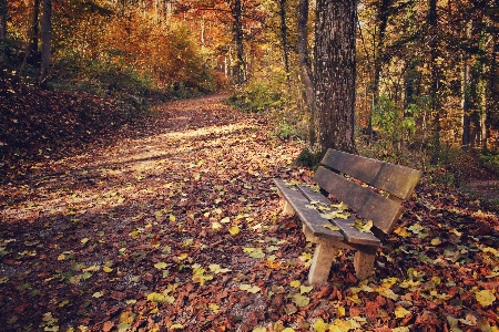 Tree nature forest outdoor Photo