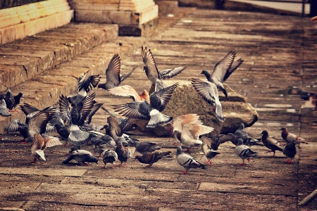 鳥 街 動物 野生動物 写真