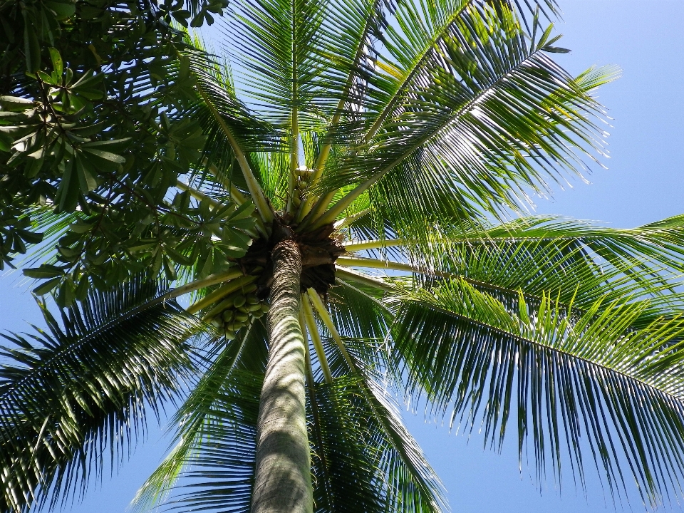 árbol rama planta cielo