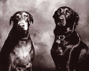 Photo Noir et blanc
 chien mammifère