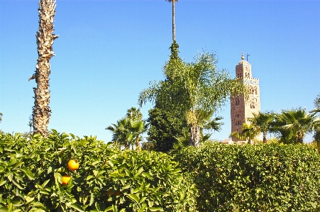 Tree plant flower tower Photo