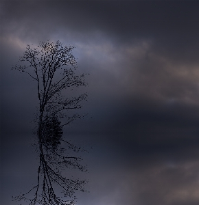 Tree water nature branch Photo