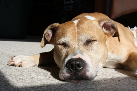 子犬 犬 かわいい 睡眠 写真