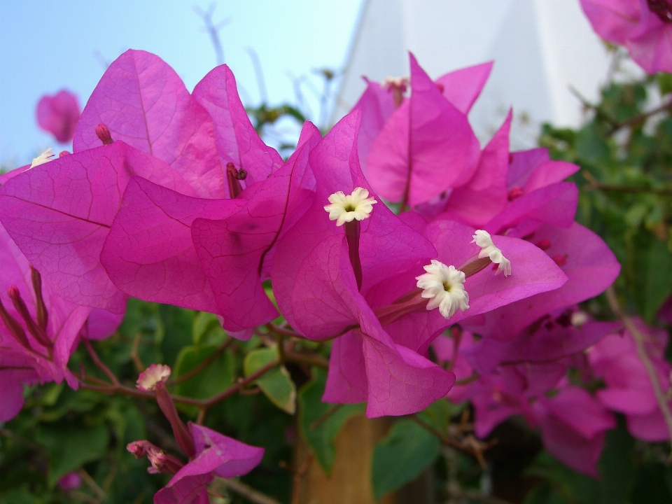 Natura fiore pianta viola