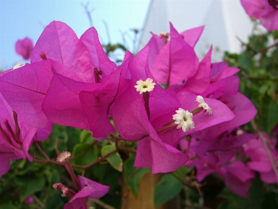 自然 花 植物 紫 写真