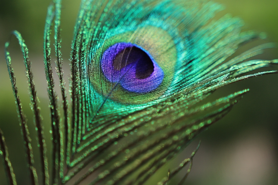 Natura ptak skrzydło fotografia