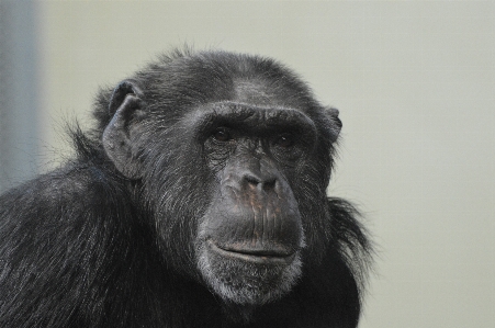 黒と白
 動物園 考え 哺乳類 写真