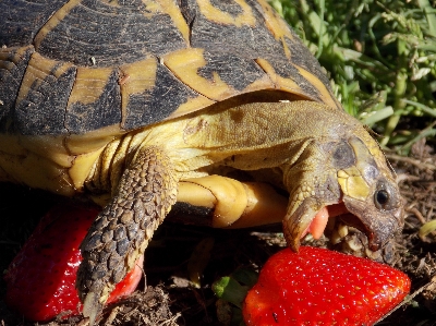 Wildlife turtle reptile breakfast Photo