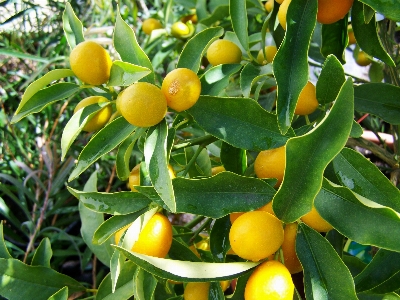 Foto Plantar fruta flor comida