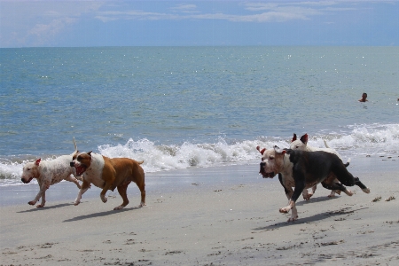 Beach sea dog mammal Photo