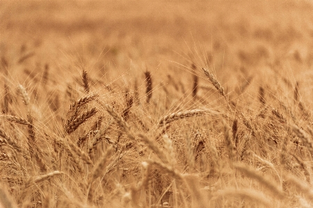 Landscape nature grass plant Photo