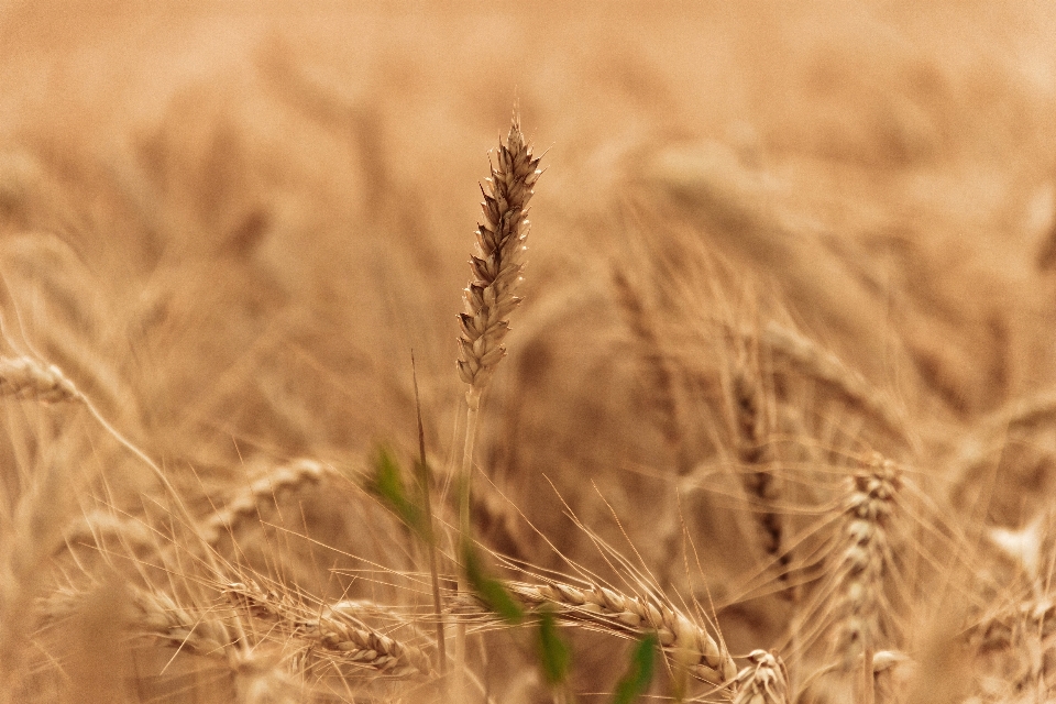 Landscape nature grass plant