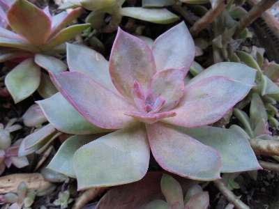 植物 花 花弁 植物学
 写真