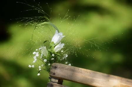 Foto Natura erba ramo pianta