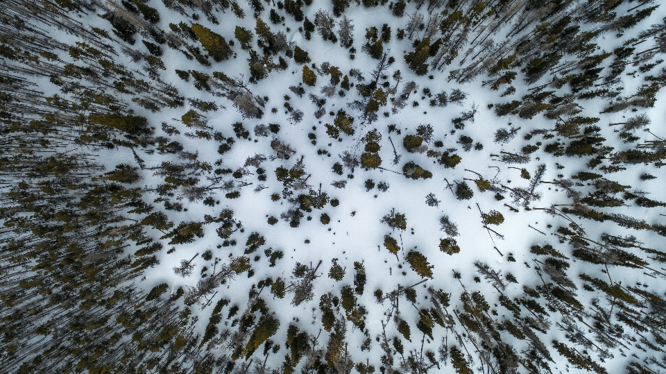 Tree nature branch snow