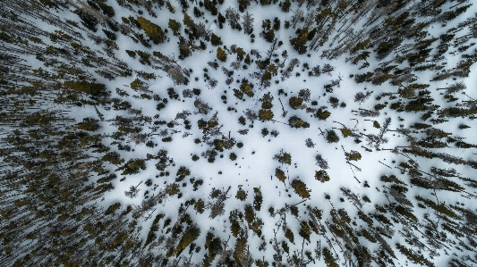 Tree nature branch snow Photo