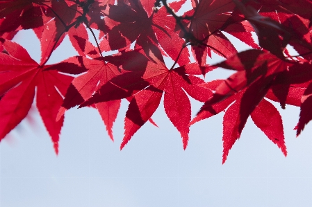 Tree branch plant leaf Photo