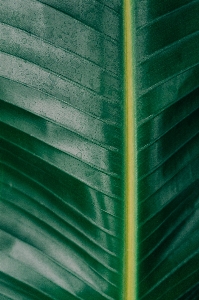 Wood texture leaf line Photo