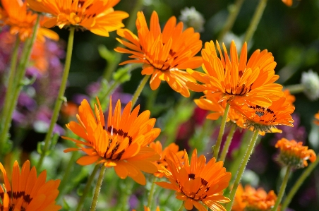 Nature plant meadow prairie Photo