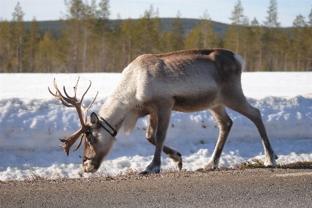 Game wildlife deer horn Photo